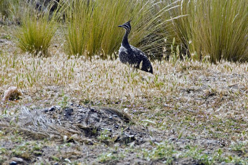 20071209 093933 D2X 4200x2800.jpg - Nandi (Rhea), resembles the ostrich but is smaller and had 3 toes instead of 2.  Belongs to genus ratite (a flat sternum) which contributes to it being flightless!